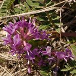 Astragalus crassicarpus Hàbitat