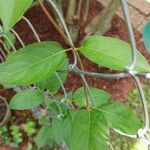 Paederia foetida Blad