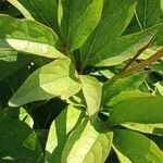 Paeonia lactiflora Leaf