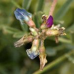 Astragalus lentiginosus Kwiat