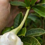Brunfelsia lactea Flor