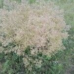 Crambe tataria Kvet