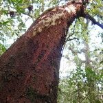 Arbutus xalapensis Schors