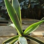 Agave vivipara Folio