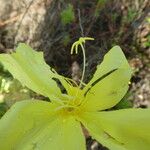 Oenothera oakesiana Flower