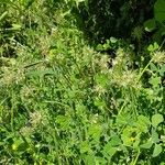 Trifolium stellatum Habit