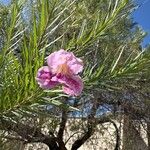 Chilopsis linearis Flower