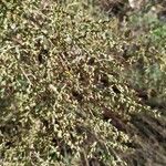 Artemisia herba-alba Fruit