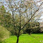 Prunus × subhirtella Агульны выгляд