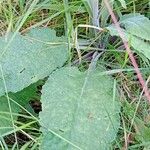 Digitalis purpurea Blatt