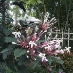 Clerodendrum quadriloculareBlodyn