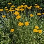 Achillea filipendulina 形态