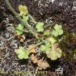 Saxifraga corsica Habitus