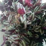 Tradescantia zebrina Листок