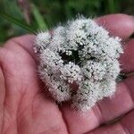 Oenanthe sarmentosa Flower