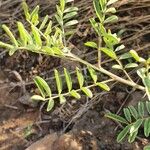 Indigofera arrecta Leaf