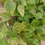 Parietaria debilis Yaprak
