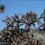 Cylindropuntia ramosissima Fruit