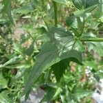 Atriplex sagittata Blad