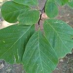 Magnolia acuminata Hoja