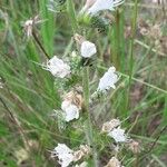 Echium italicum Floare