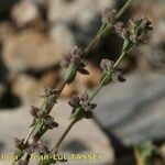 Galium verticillatum Drugo