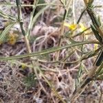 Lactuca viminea Blad