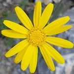 Senecio doronicum Floare