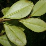Clusia palmana Leaf