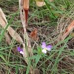 Viola tricolorKvet