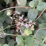 Crassula multicava Flower