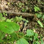 Viburnum acerifolium Blatt