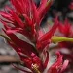 Castilleja linariifolia Virág