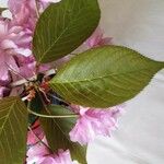 Prunus serrulata Лист