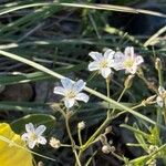 Eremogone capillaris Flor