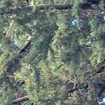 Juniperus bermudiana Hoja
