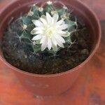 Gymnocalycium anisitsii花