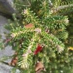 Abies koreana Lapas