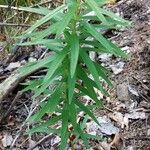Polygonatum verticillatum 形態