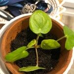 Pilea peperomioides Leaf