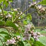 Vitex megapotamica Fiore