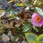 Paeonia cambessedesii Květ