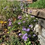 Symphyotrichum oblongifoliumFlor