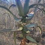 Aloe divaricata Лист