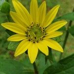 Silphium asteriscus Flower