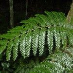 Teratophyllum wilkesianum Leaf