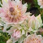 Serruria florida 'Blushing Bride', Protea 'Blushing Bride' in GardenTags  plant encyclopedia