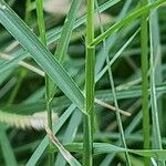 Dactyloctenium aegyptium 樹皮