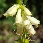 Digitalis lutea Flower