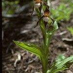 Cypripedium montanum Habit